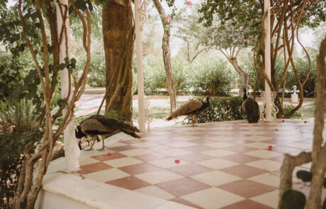 Sesión fotográfica de los novios en los jardines de Hacienda Azahares, Sevilla